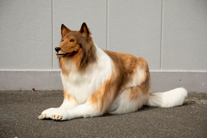 Японец потратил $15000 на реалистичный костюм собаки