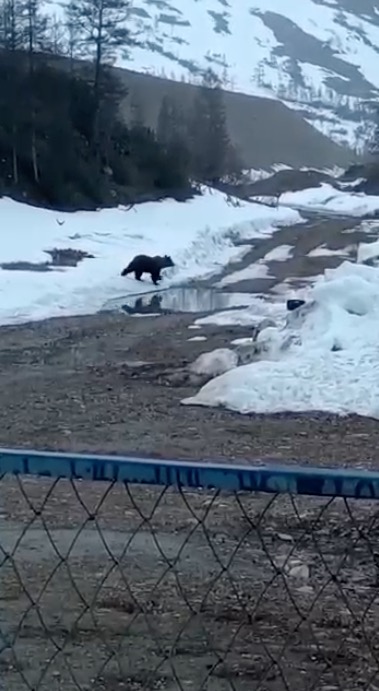 В Якутии вахтовики взорвали медведя, приманив едой