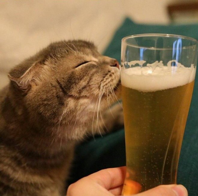 Сегодня отмечается «Международный день пива»