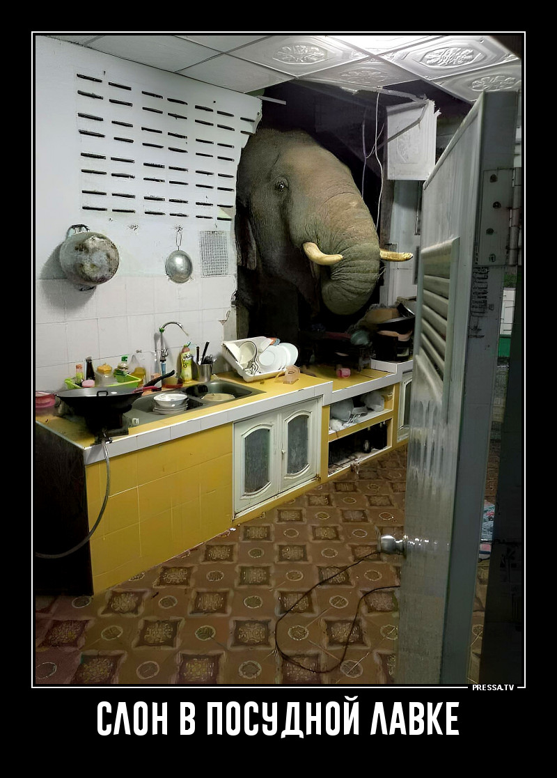 Слон на кухне