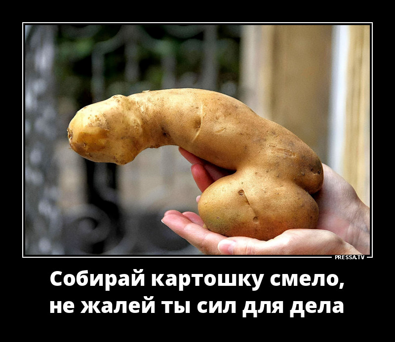 Ох уж эта картошка