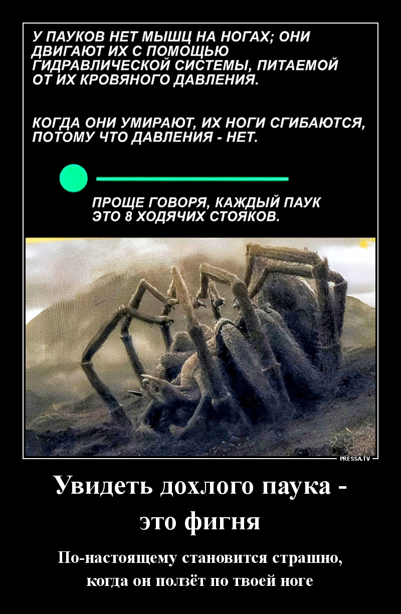 Про пауков