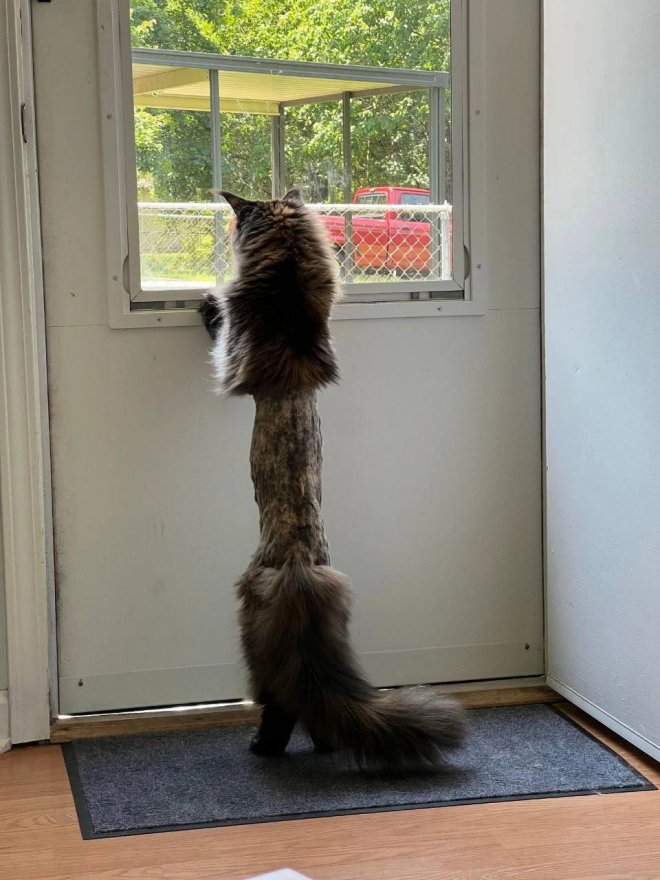 Парень показал своего кота после посещения ветеринара