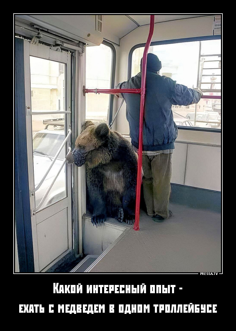 Медвежий пассажир