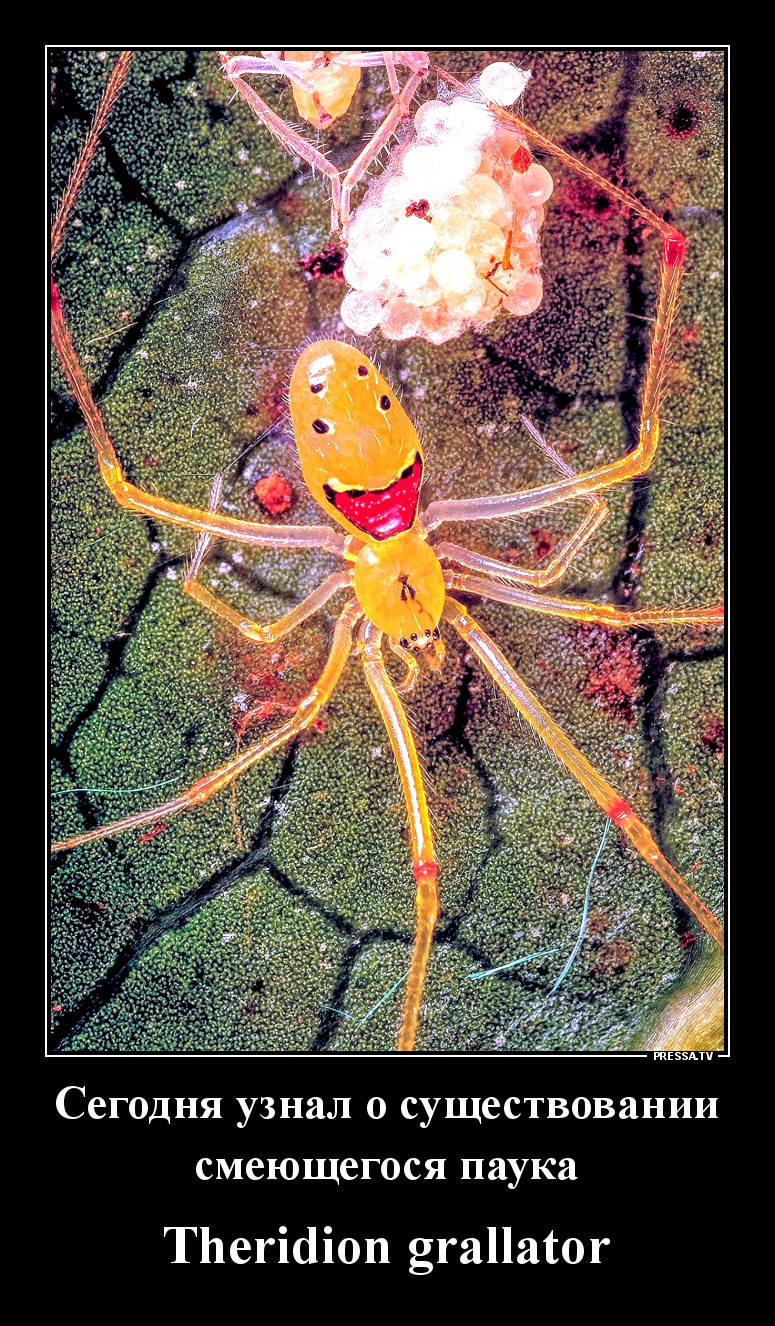 Смеющийся гавайский паук