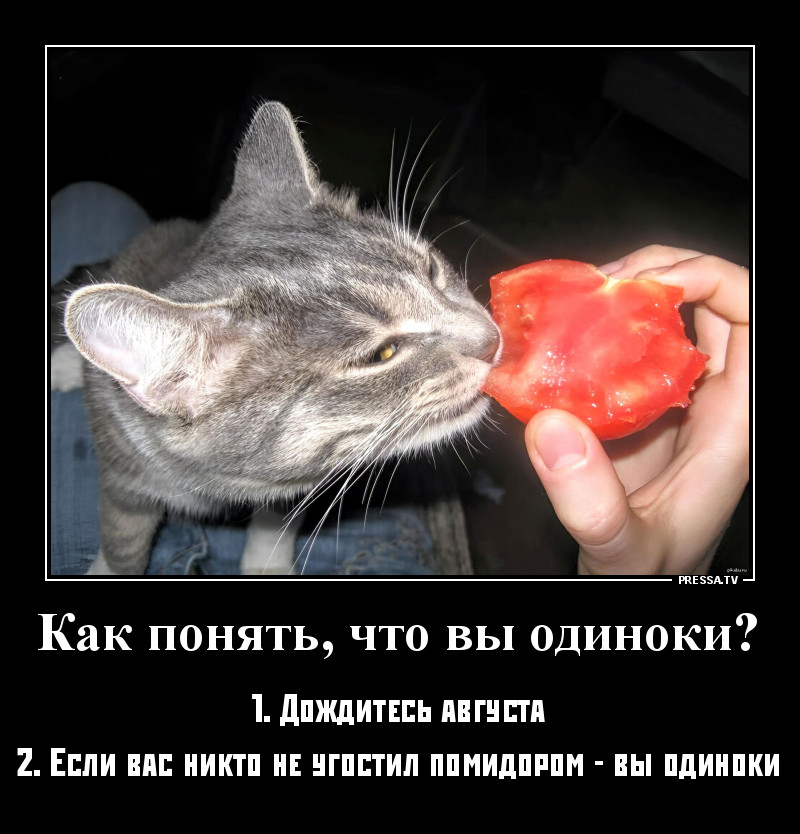 Кот и помидор