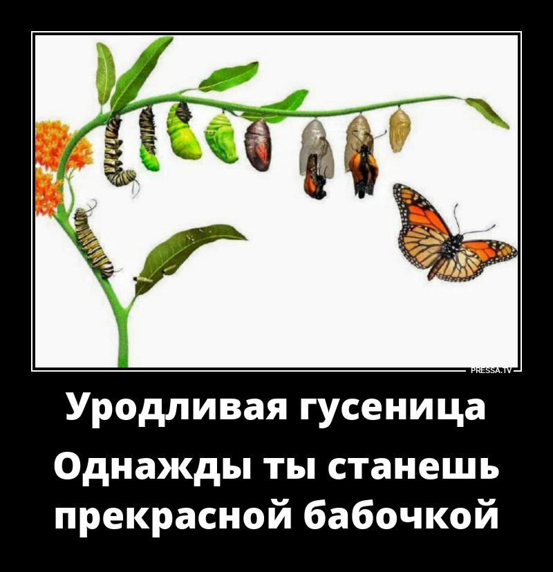 Гусеница - бабочка