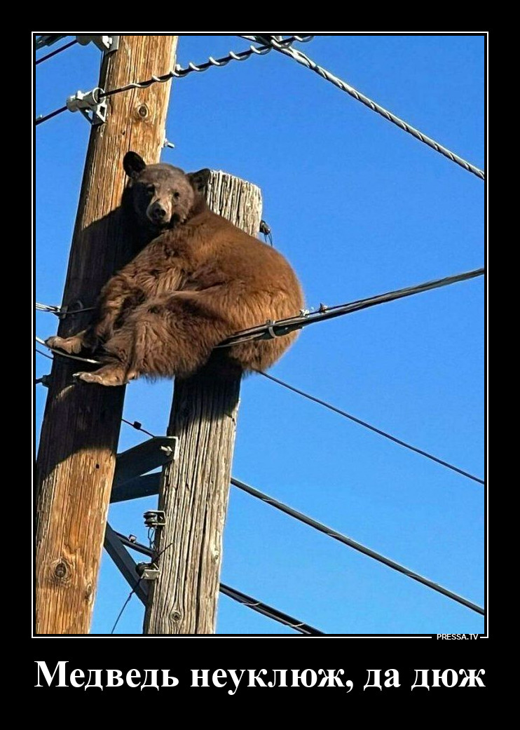 Загнали на столб