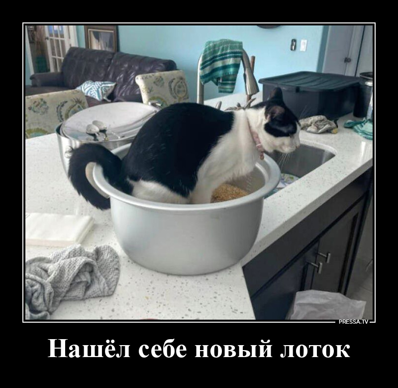 Новый лоток