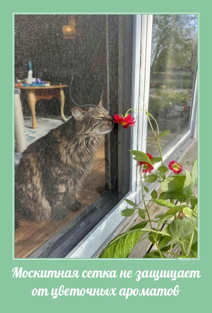 Принюхался