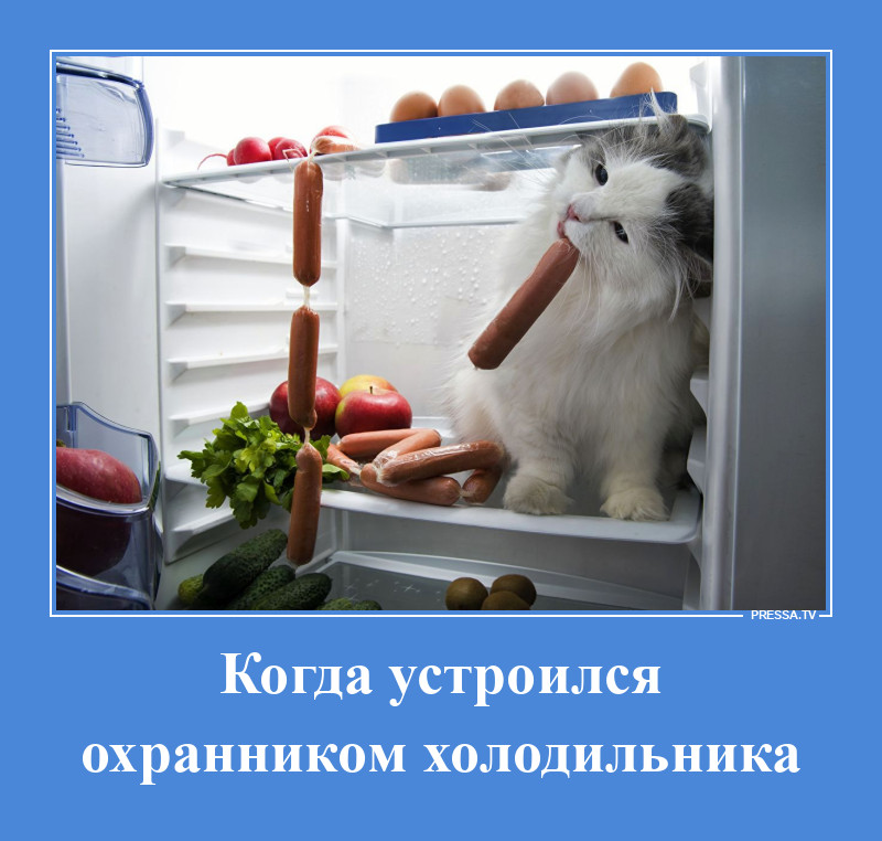 Охранник холодильника
