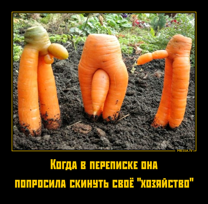 Моё хозяйство