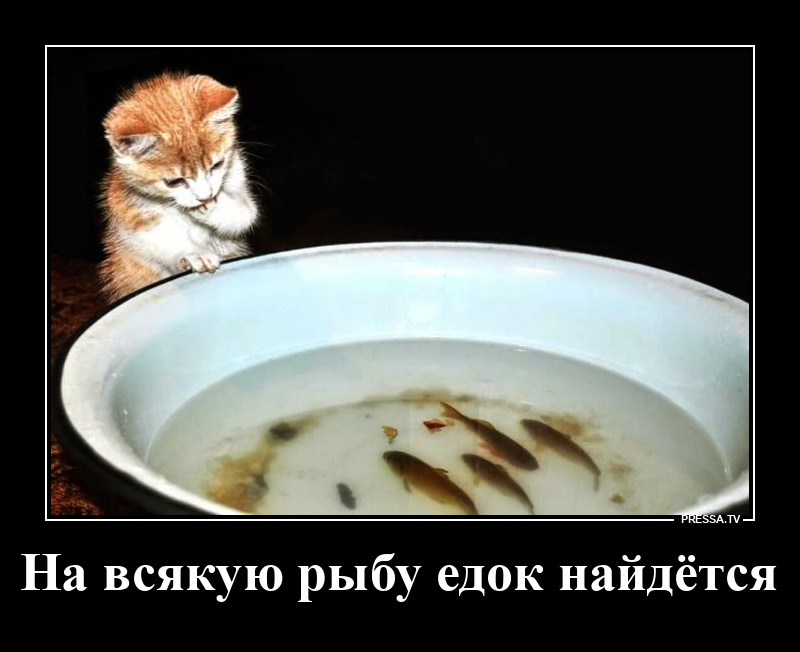 Чтобы рыбку съесть, надо в воду лезть