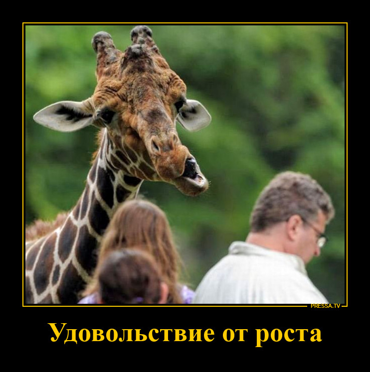 Жираф большой, ему видней