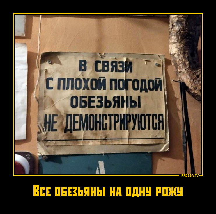 Про обезьян