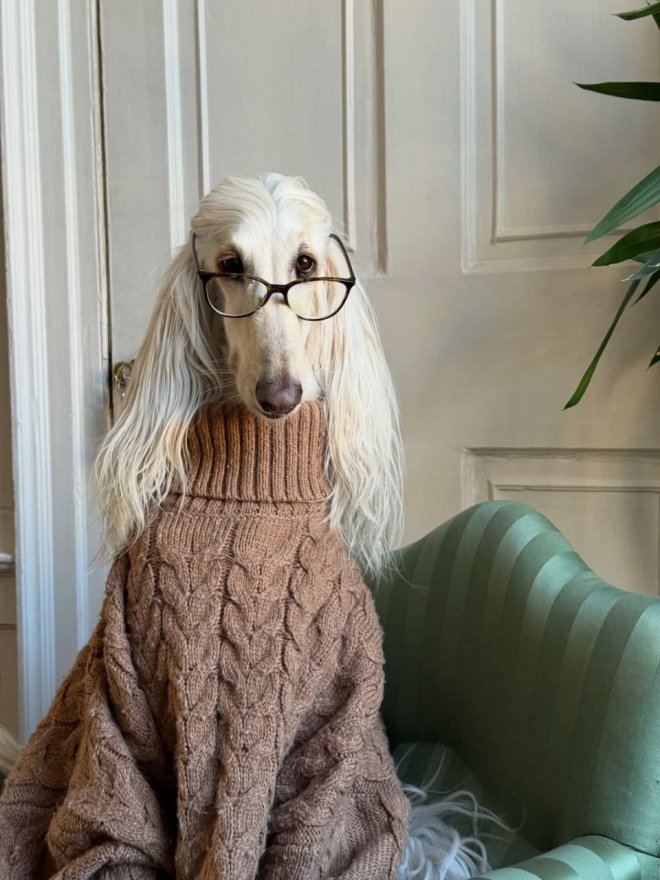 Афганская борзая по кличке Саманта покорила соцсети благодаря своей модельной внешности