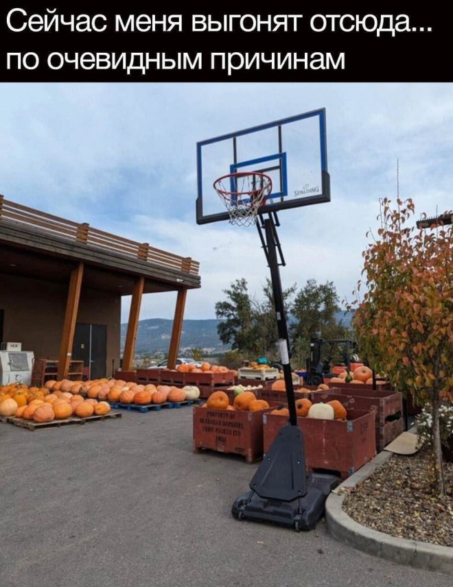 Мемы и картинки