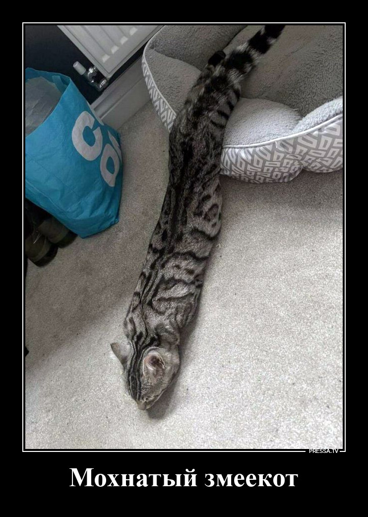 Распластался