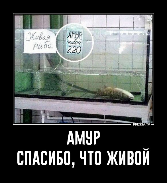 ���� �����