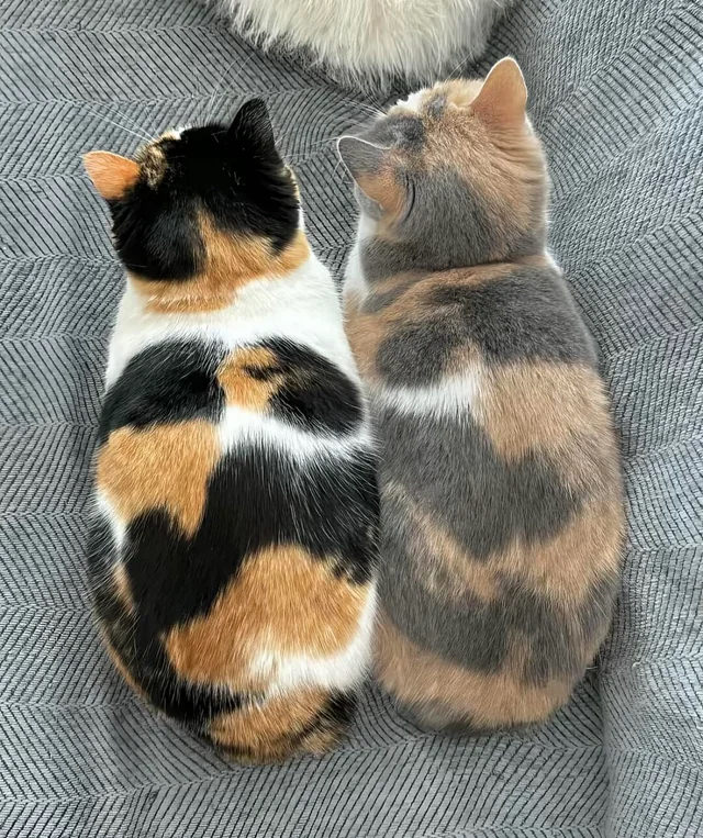 Магия цвета