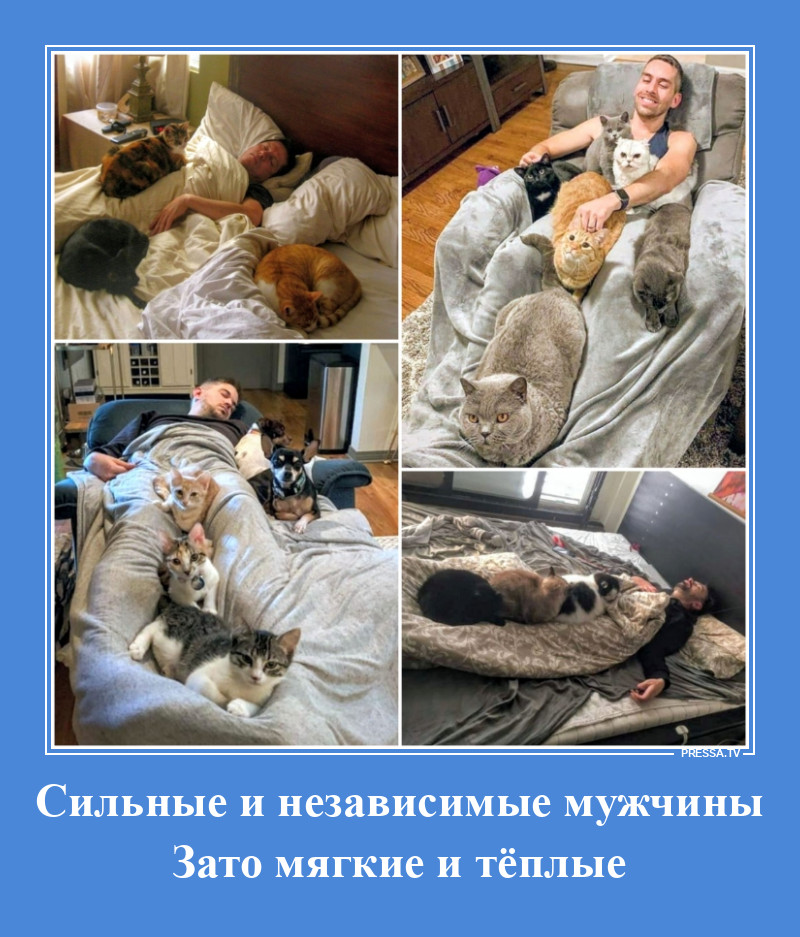 Котики на страже сна