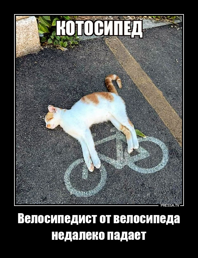 Котосипед