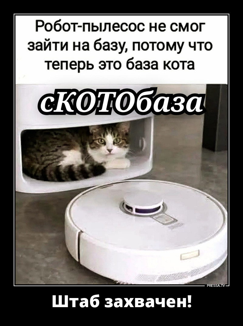 Теперь это сКОТОбаза