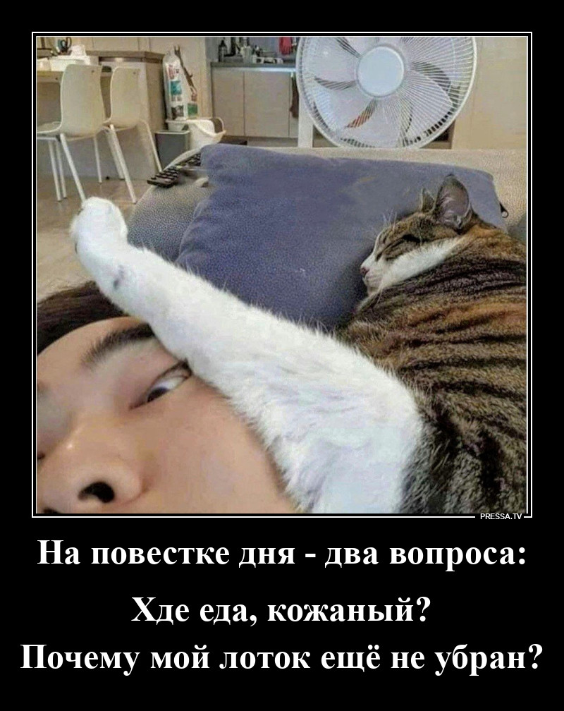 Просыпайся, двуногий