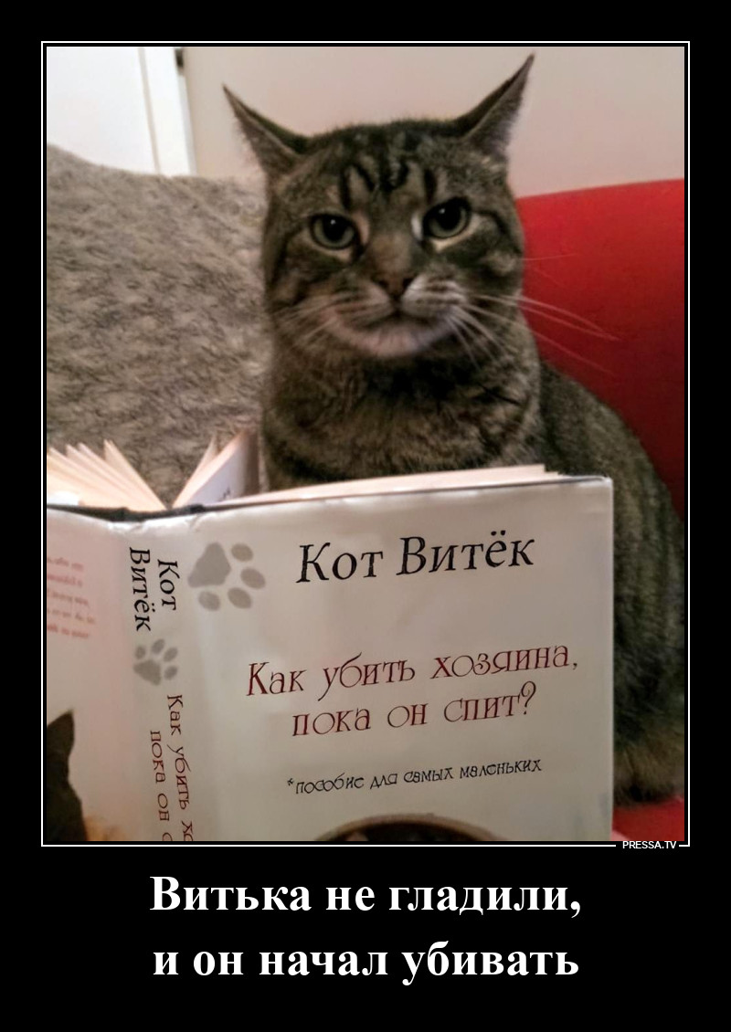 Кот Витёк