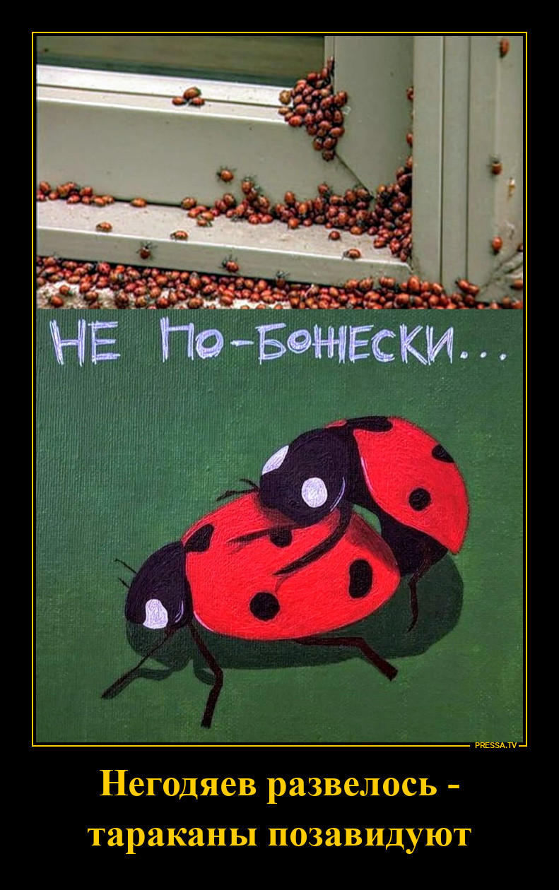 Нашествие божьих коровок