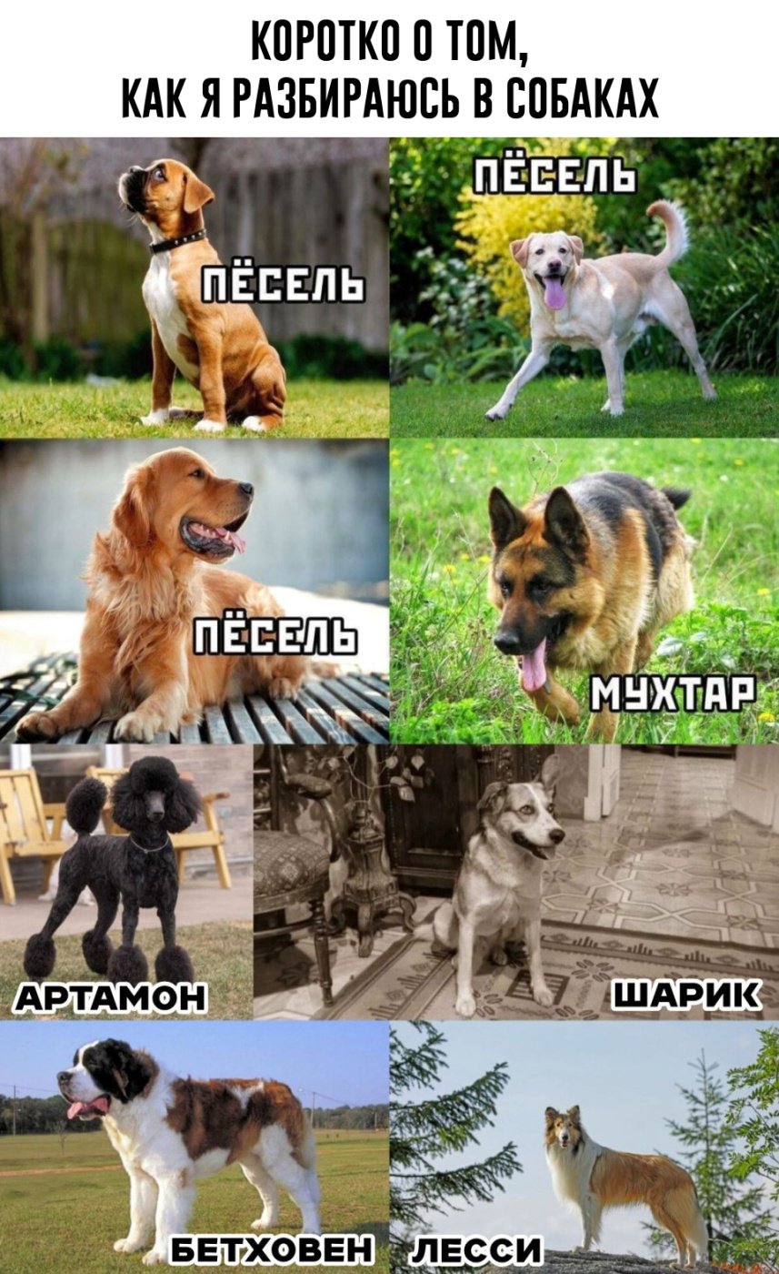 Собакены